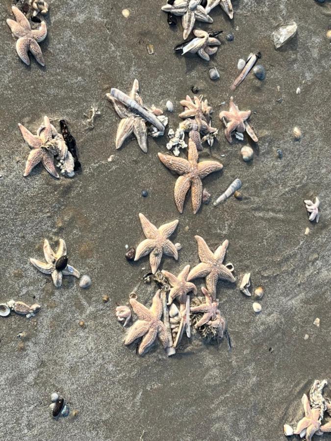 Zwarte Vis Daire Zandvoort Dış mekan fotoğraf